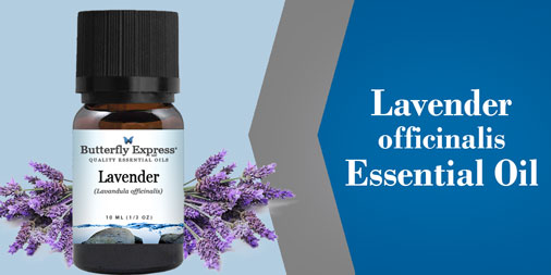 Lavender Offcinalis Essential Oil